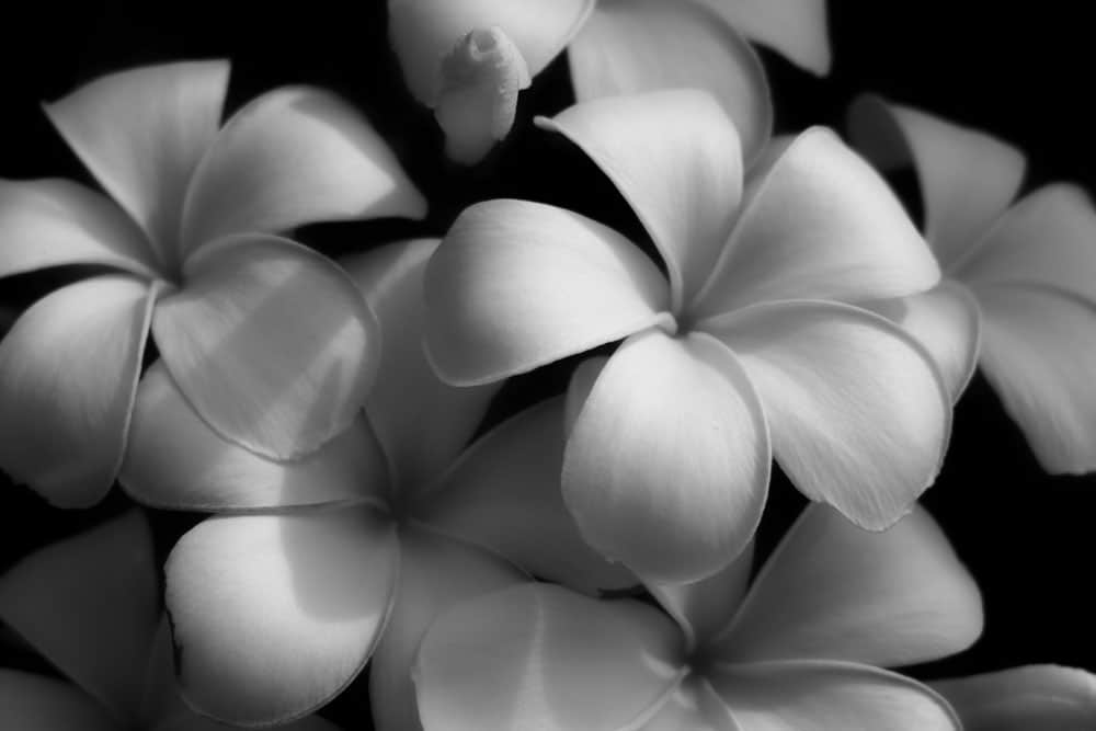 white frangipani symbol of Lomi Lomi Massage